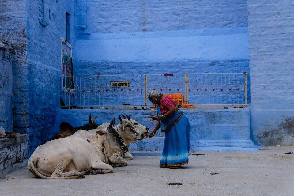 hindistan gezi rehberi, kutsal inek besleyen hintli kadın