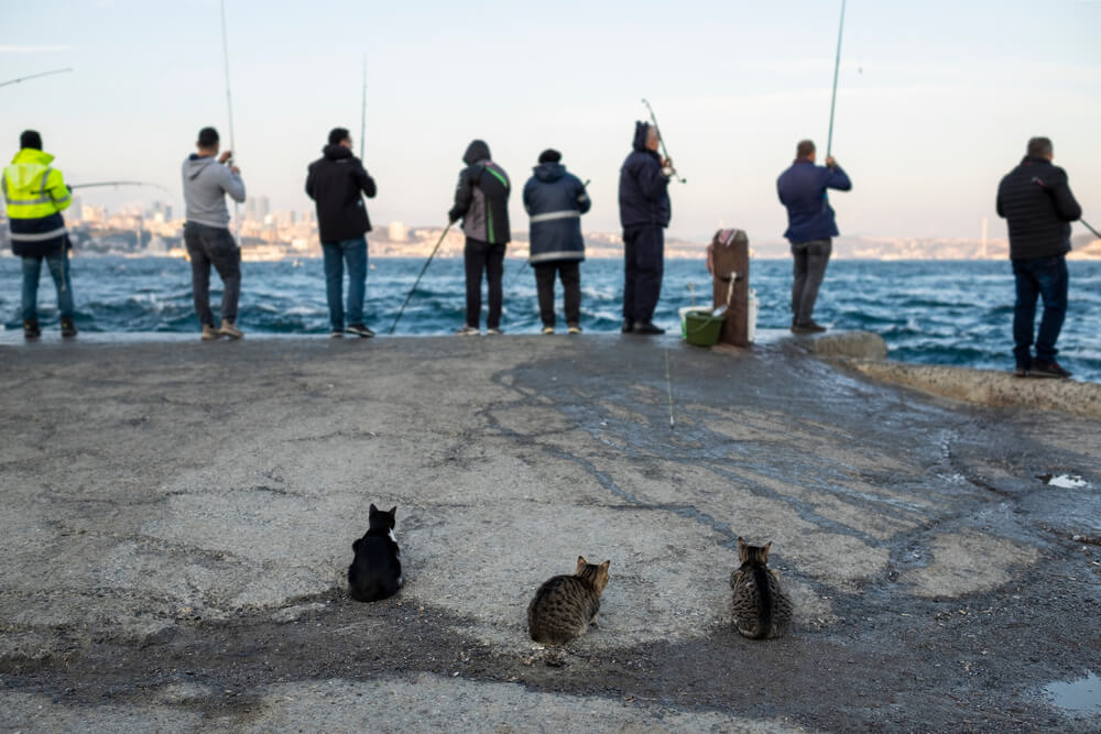 istanbul'da balık tutulacak yerler, balıkçıları izleyen kediler, sahil kenarı