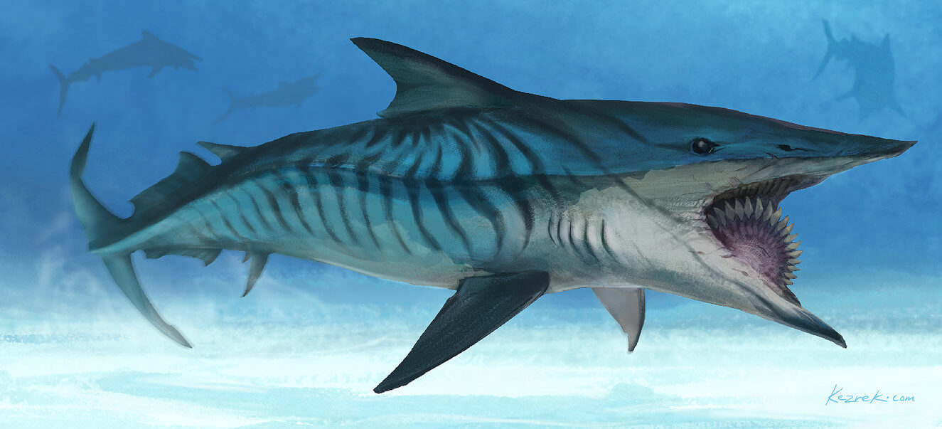 helicoprion, sarmal dişli köpekbalığı