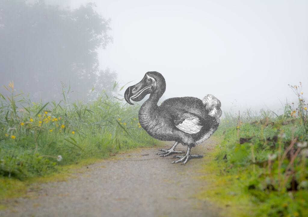 dodo kuşu