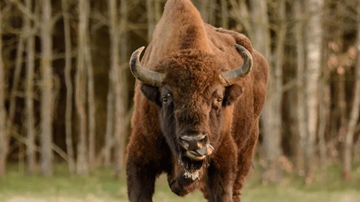 türkiye'de nesli tükenen hayvanlar kafkas bizonu