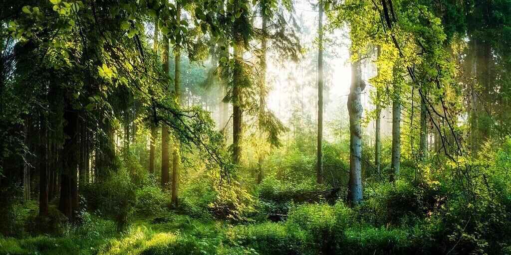 Alemdağ Ormanı, Türkiye'nin en büyük ormanları