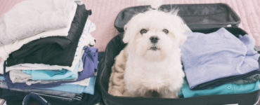 travelling-with-pets